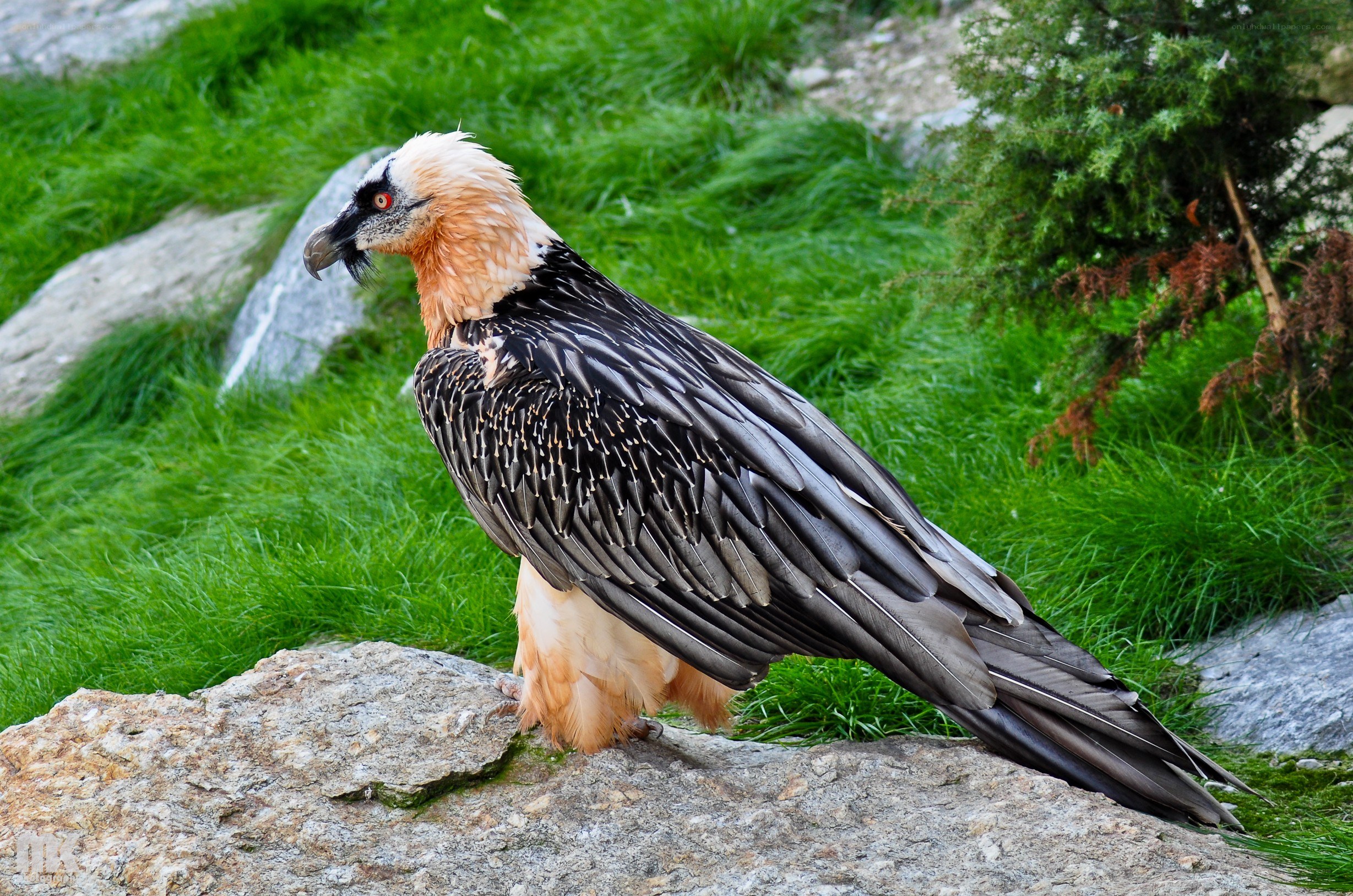 Bearded vulture on a rock
