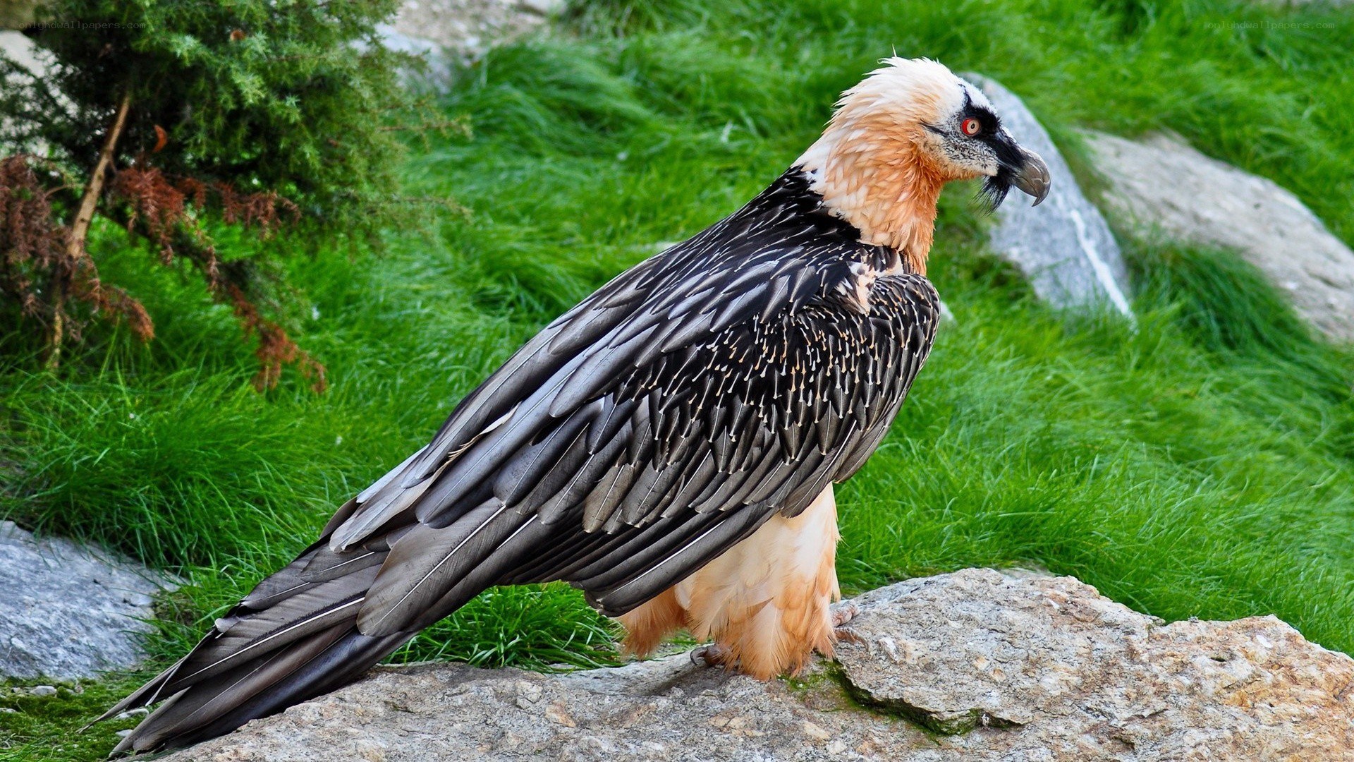 bearded vulture on a rock