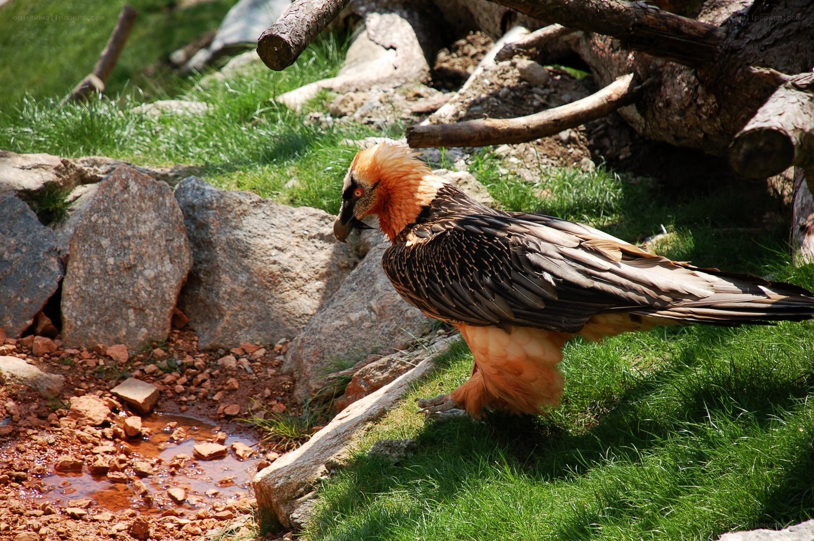 bearded vulture on grassy ground