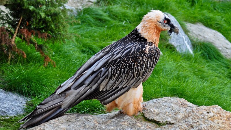 Bearded Vulture on Rock — Green, Calm