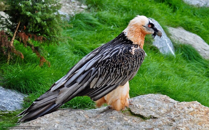 Bearded Vulture on Rock — Green, Natural