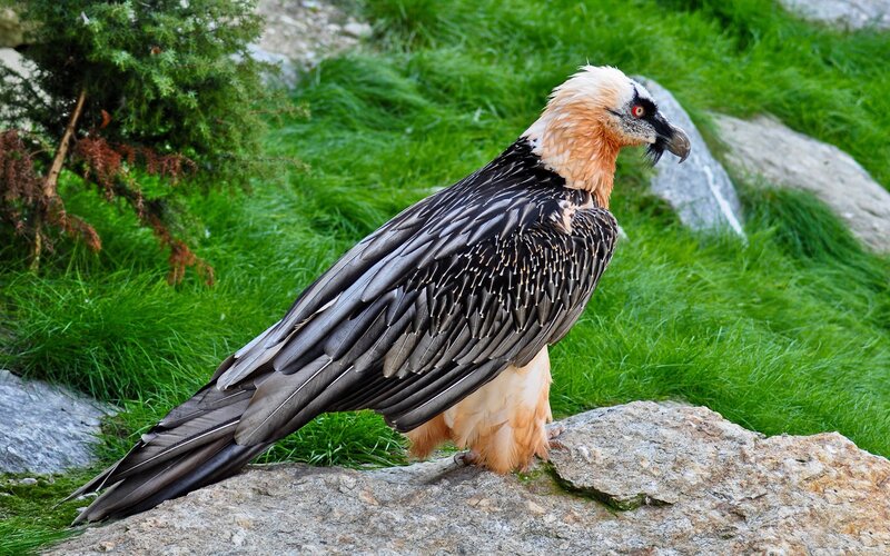 Bearded Vulture on Rock — Green