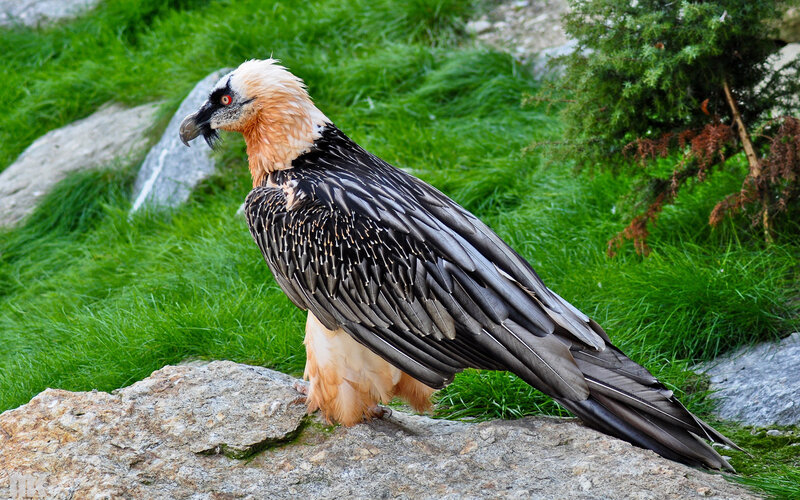 Bearded Vulture on Rock