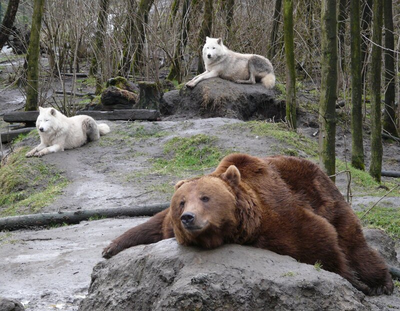 bears and wolves in forest