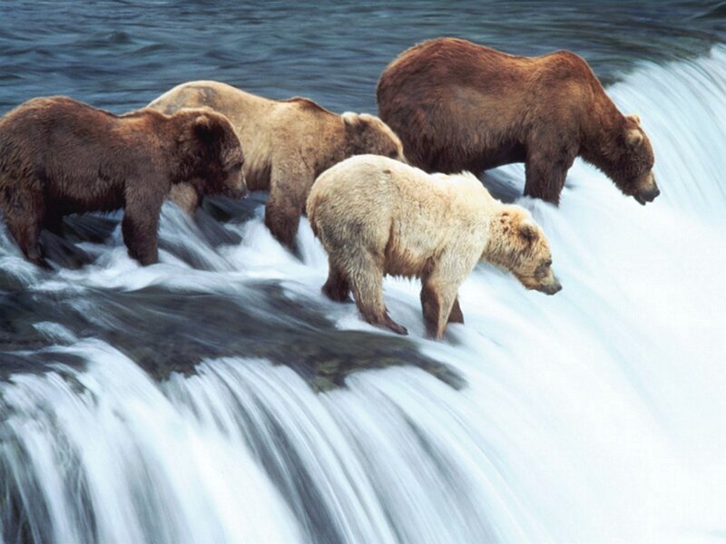 bears at a waterfall