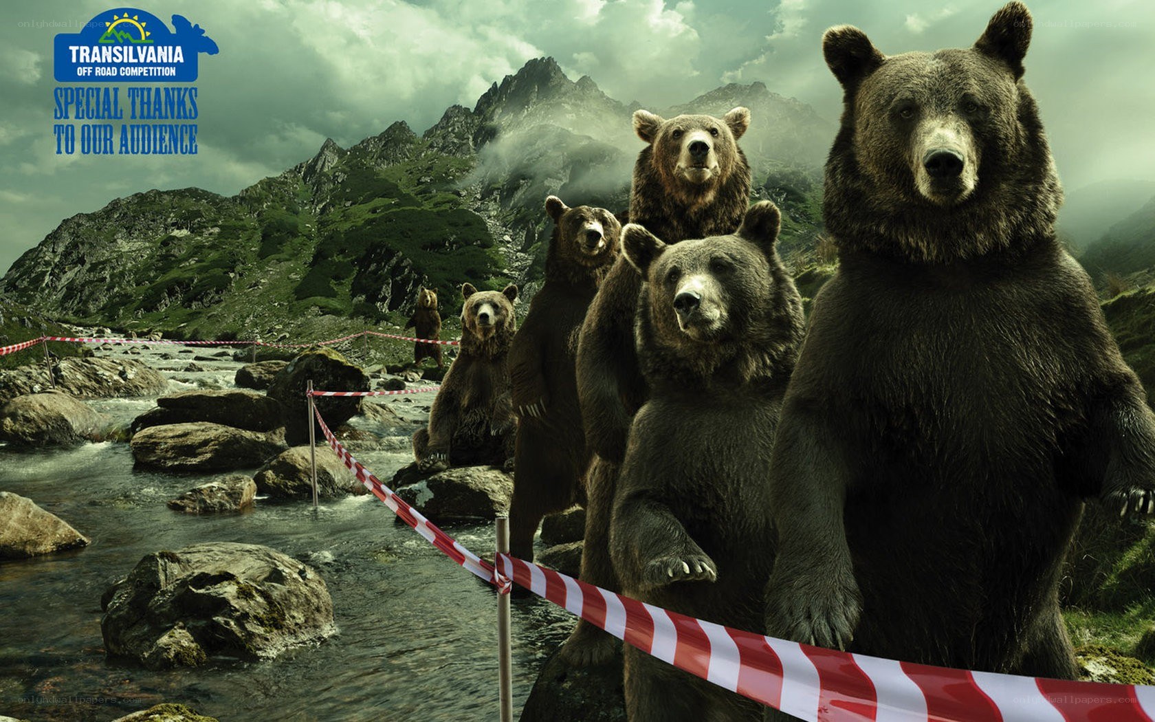 Bears at Transilvania Off Road
