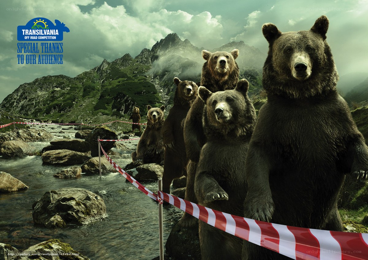 Bears Behind Caution Tape