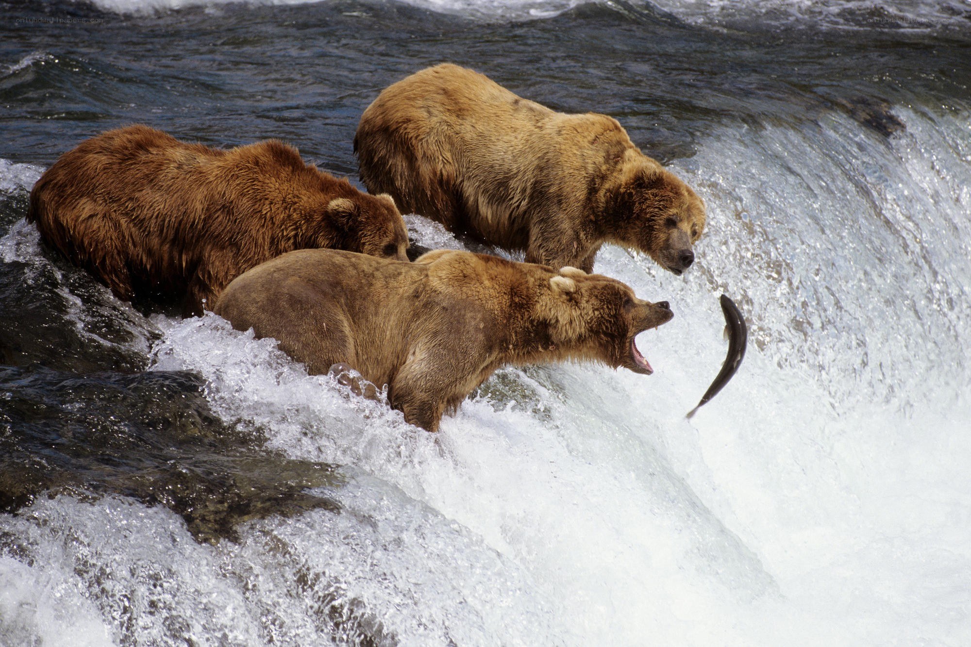 Bears catching salmon in a river