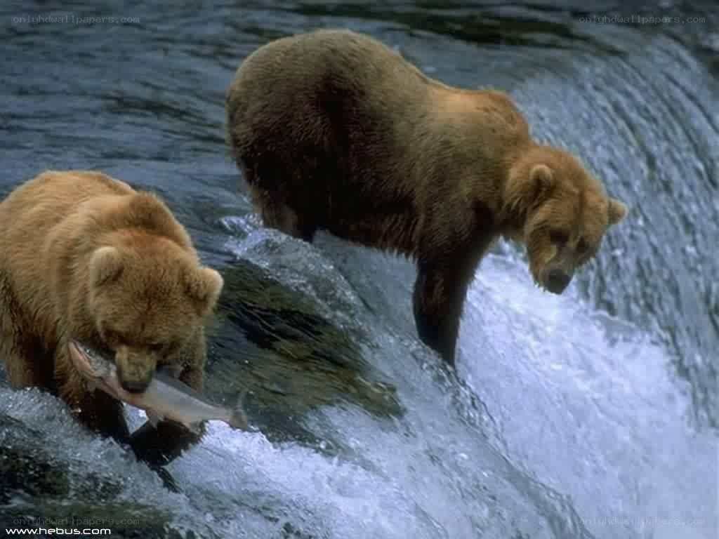 Bears catching salmon in a river