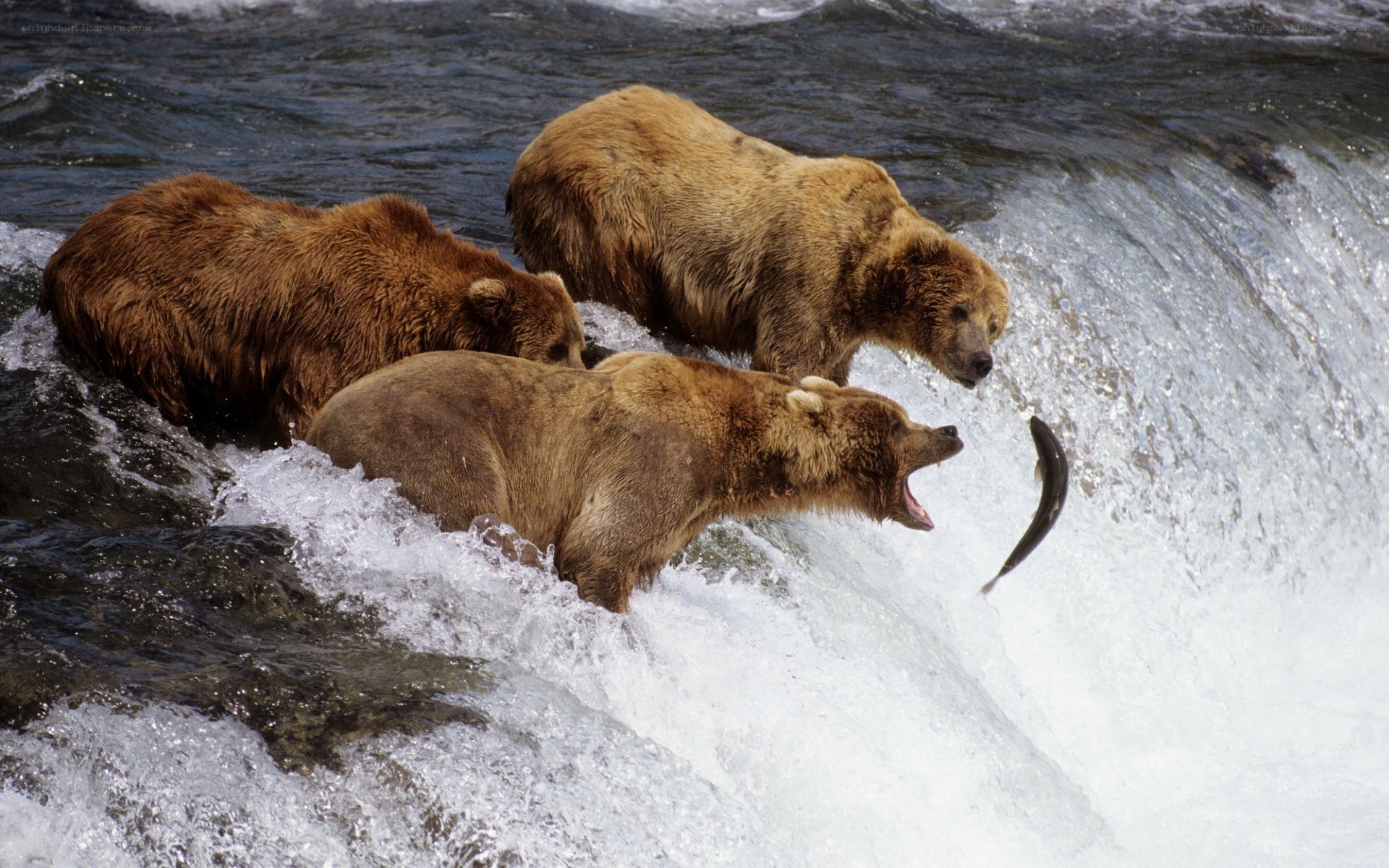 Bears catching salmon in a river