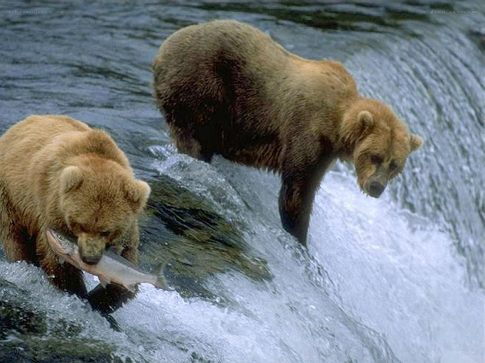 Bears catching salmon in a river