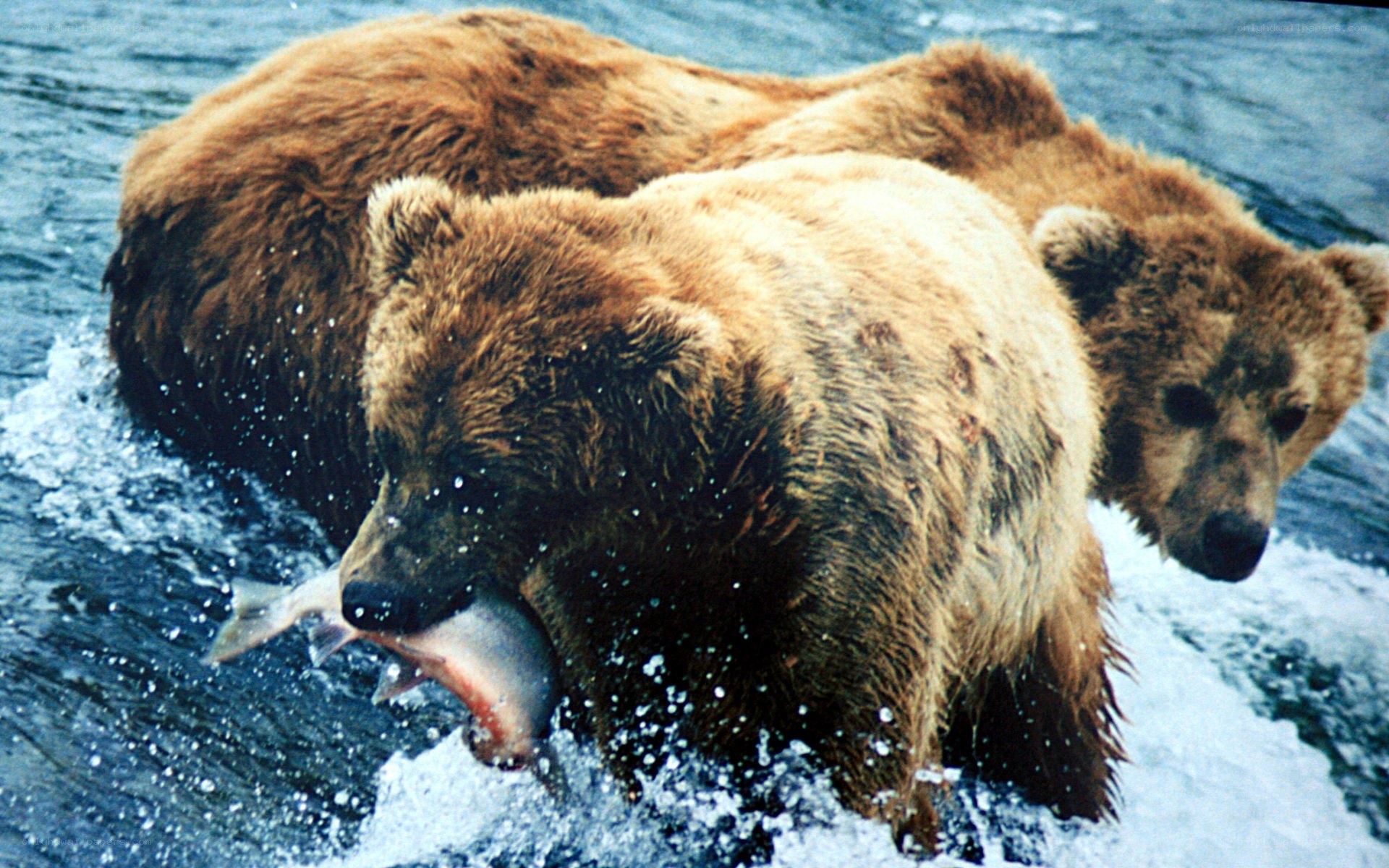 Bears catching salmon in river
