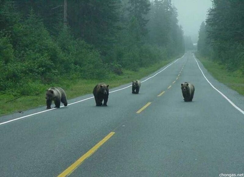 bears crossing a road