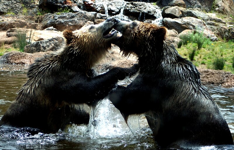 Bears fighting in a stream