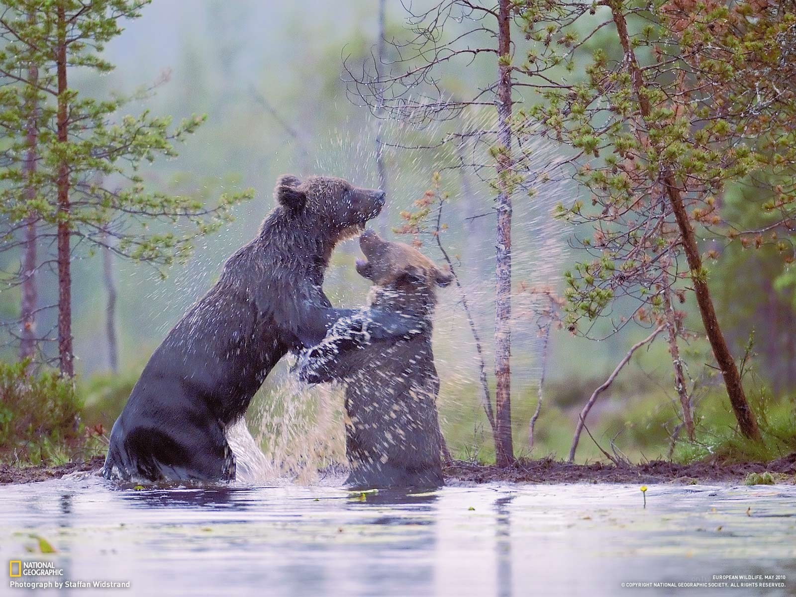Bears fighting in a swamp