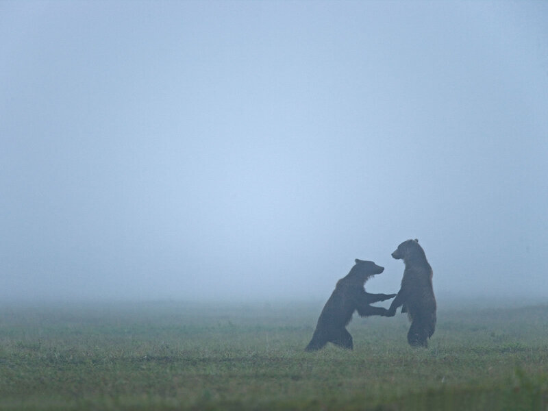 Bears fighting in fog