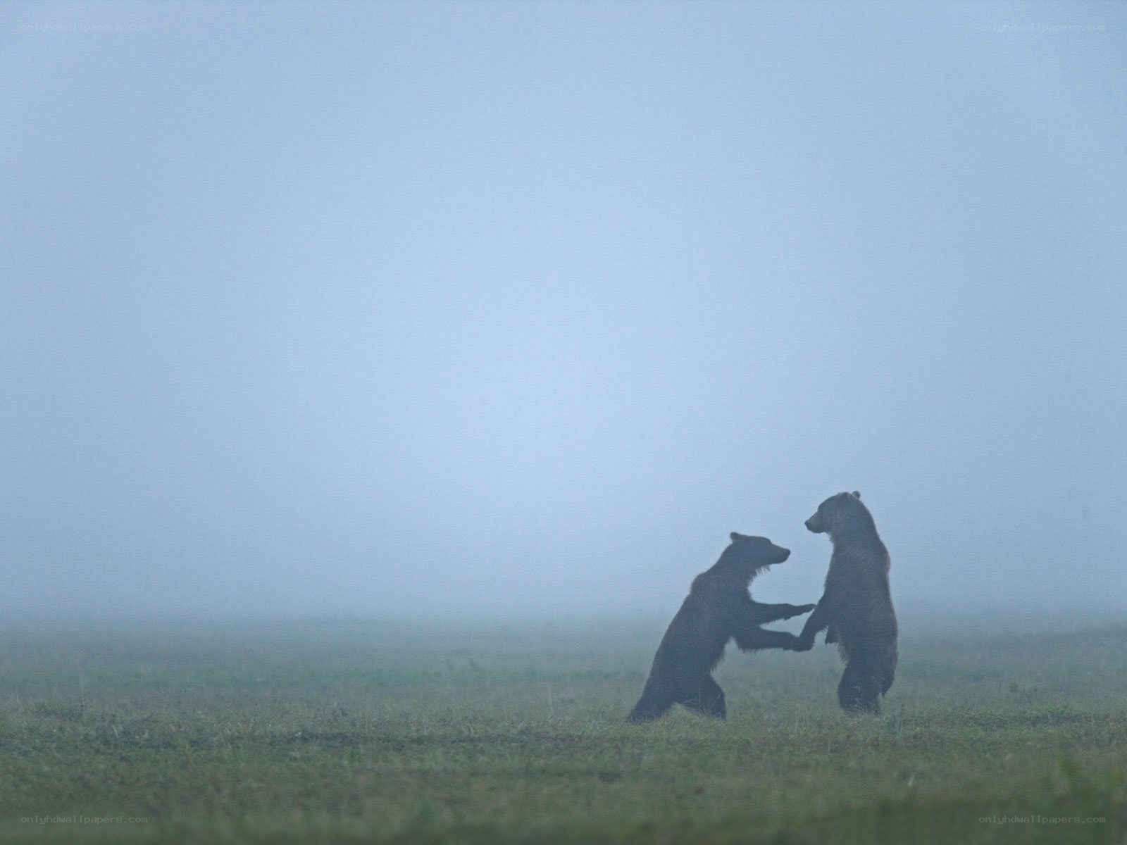 Bears fighting in fog