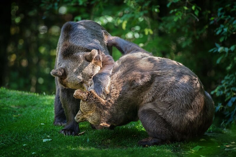 Bears fighting in the forest