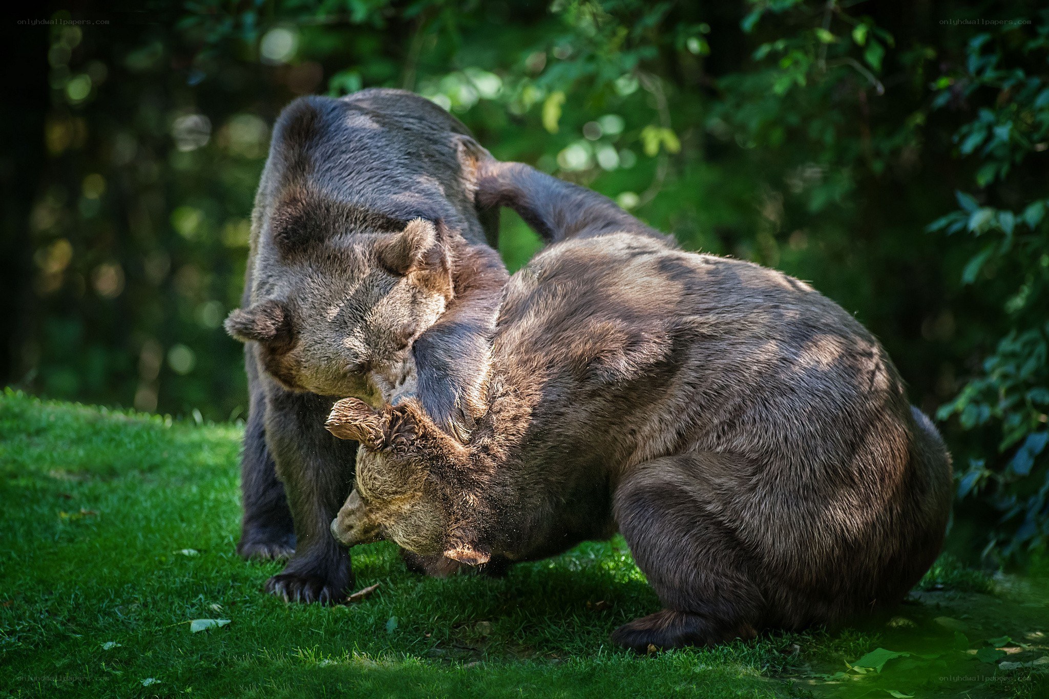 Bears fighting in the forest