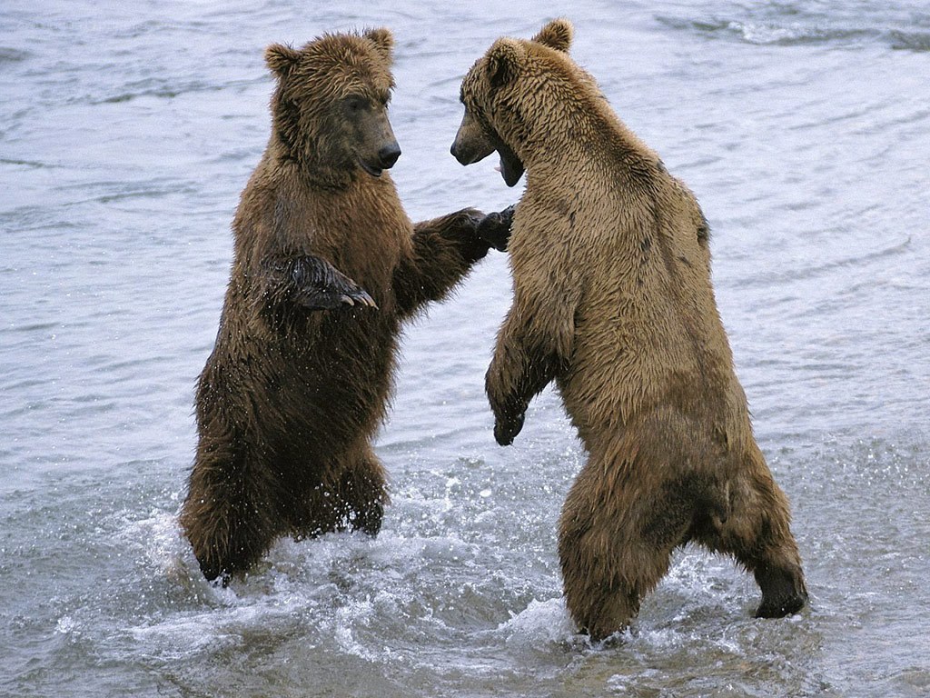 Bears fighting in water