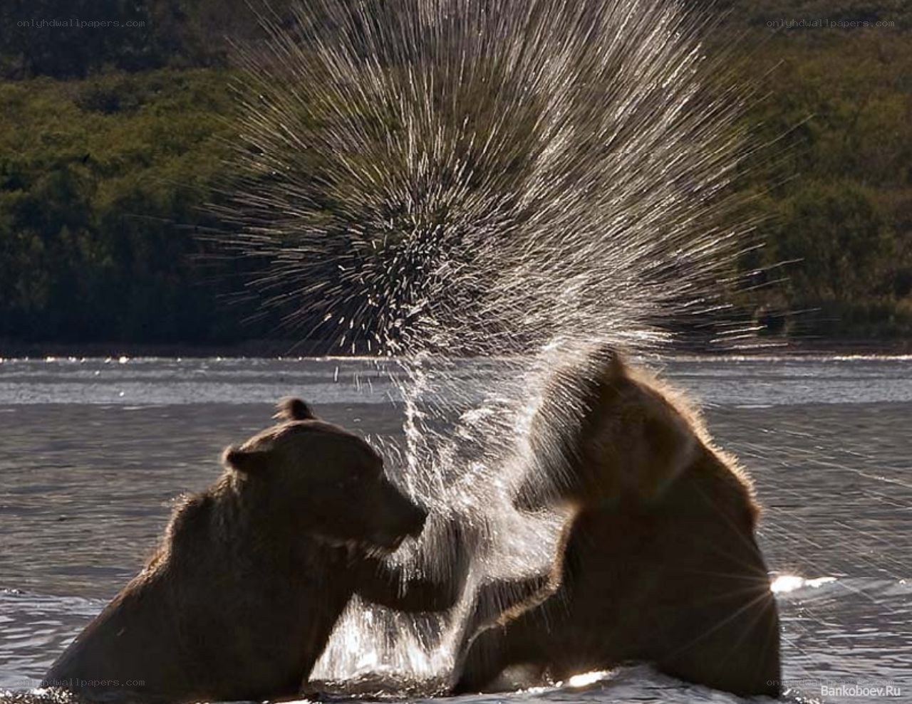 Bears fighting in water