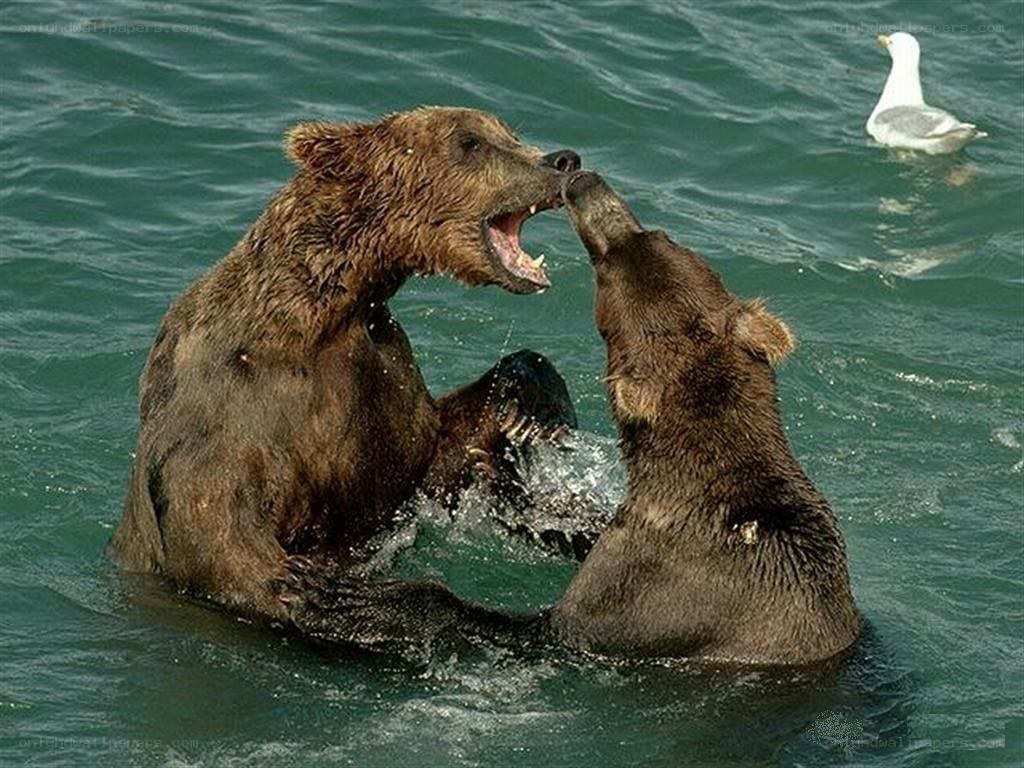 Bears fighting in water