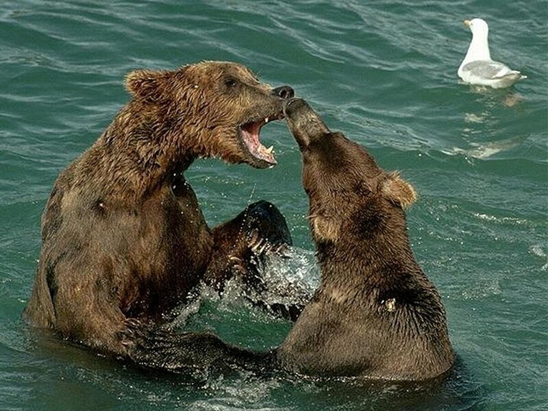 Bears fighting in water