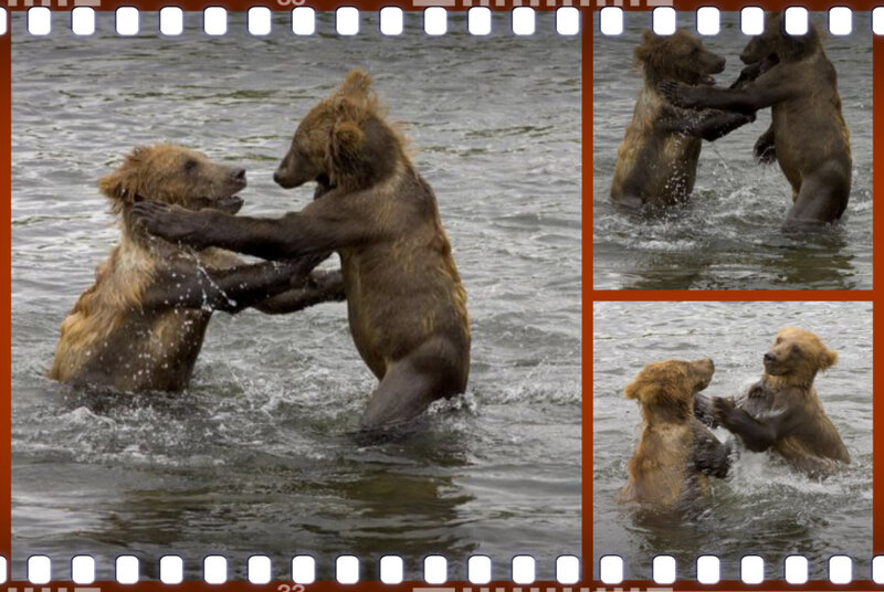 Bears Fighting in Water — Brown