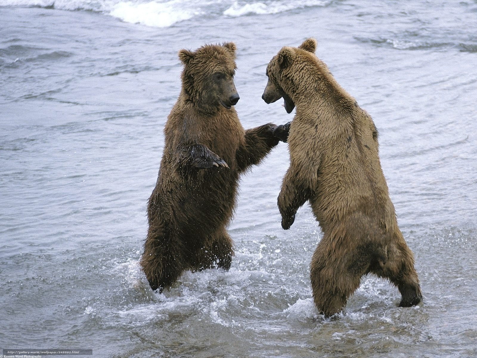 Bears fighting in water