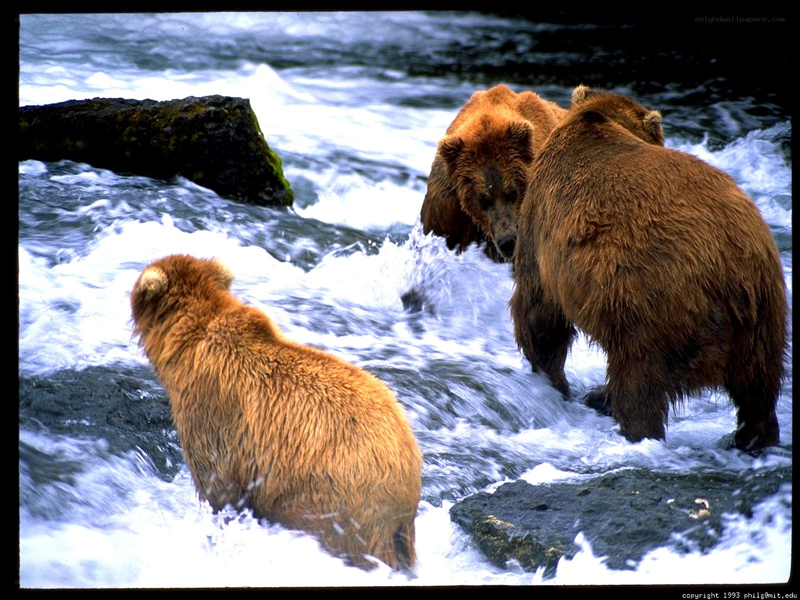 Bears fishing in a river