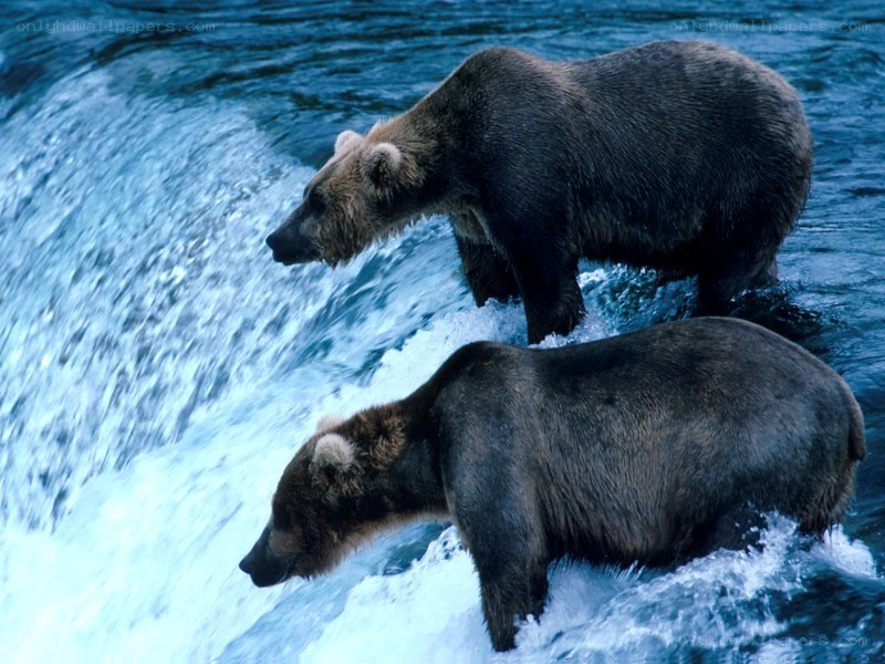 Bears fishing in a river