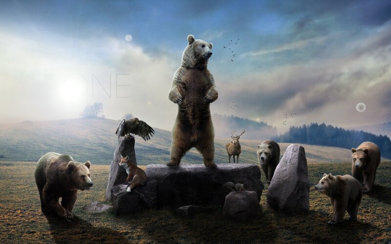 Bears in a Field