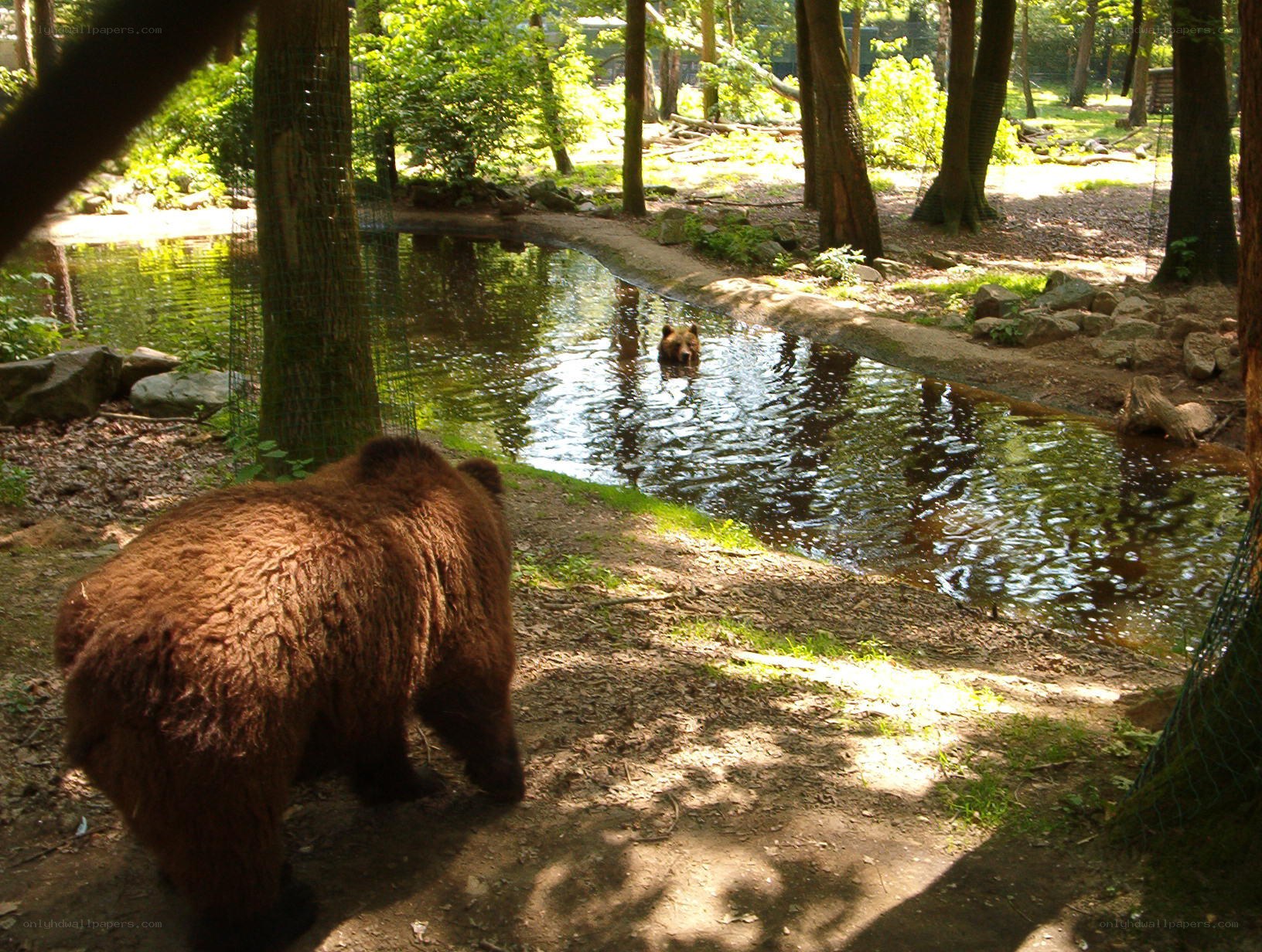Bears in a forest enclosure