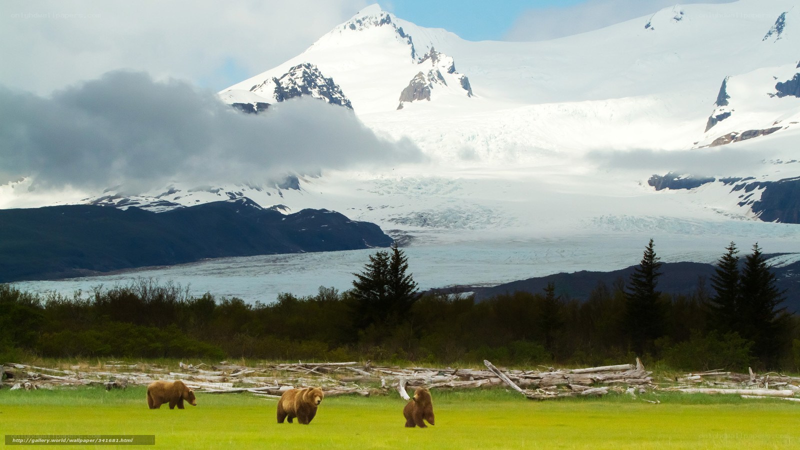 Bears in a glacial landscape