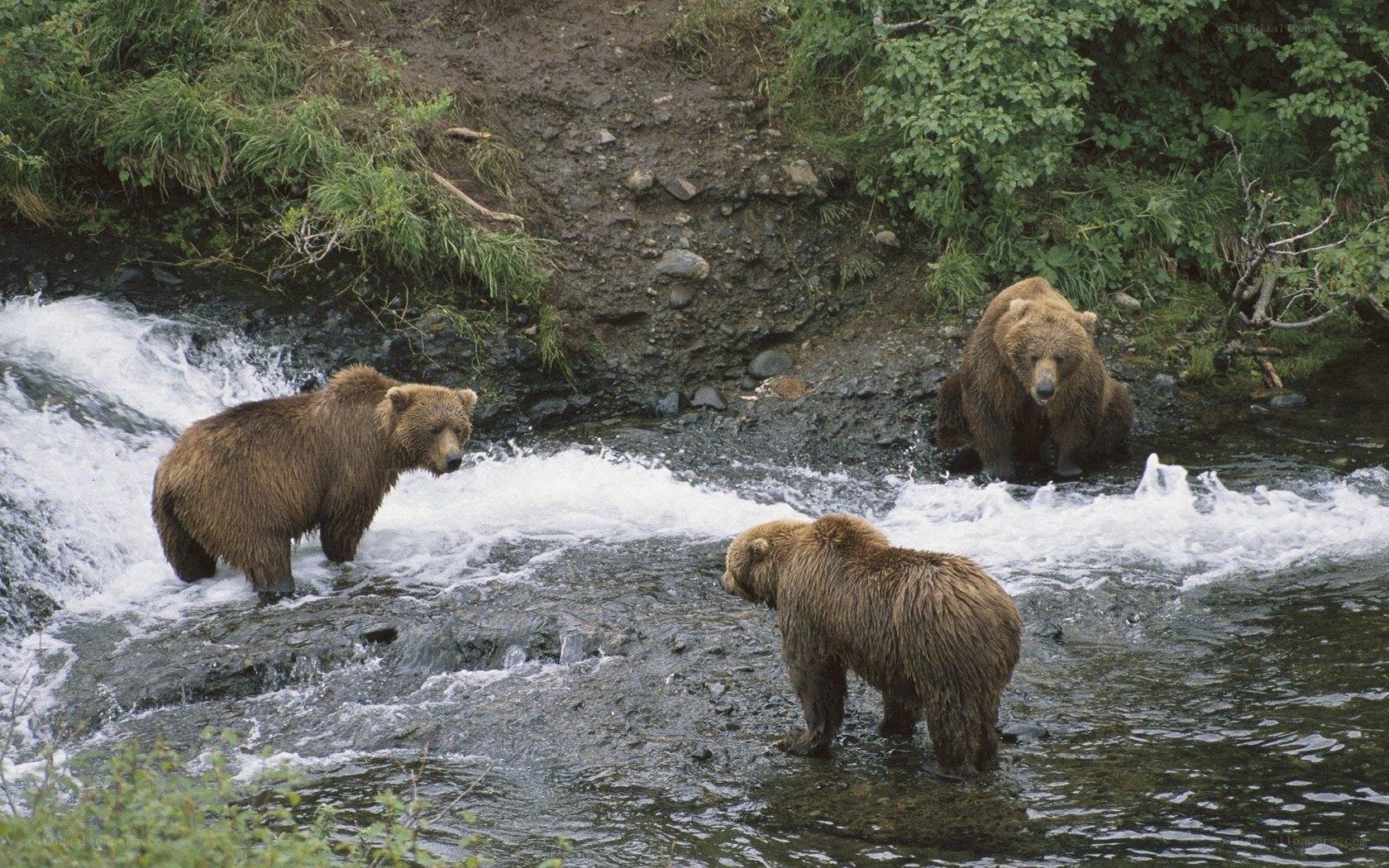 bears in a river