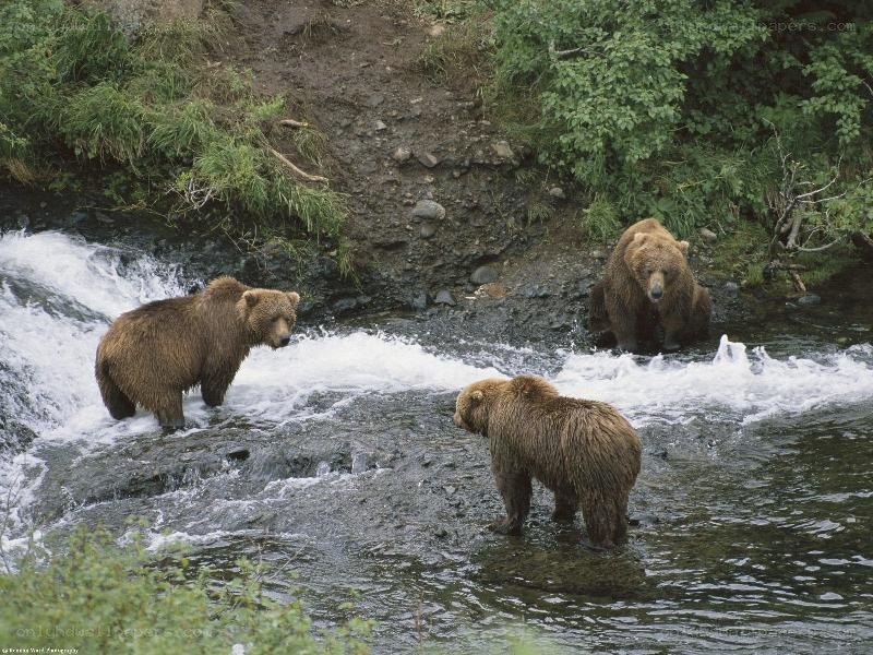 Bears in a river