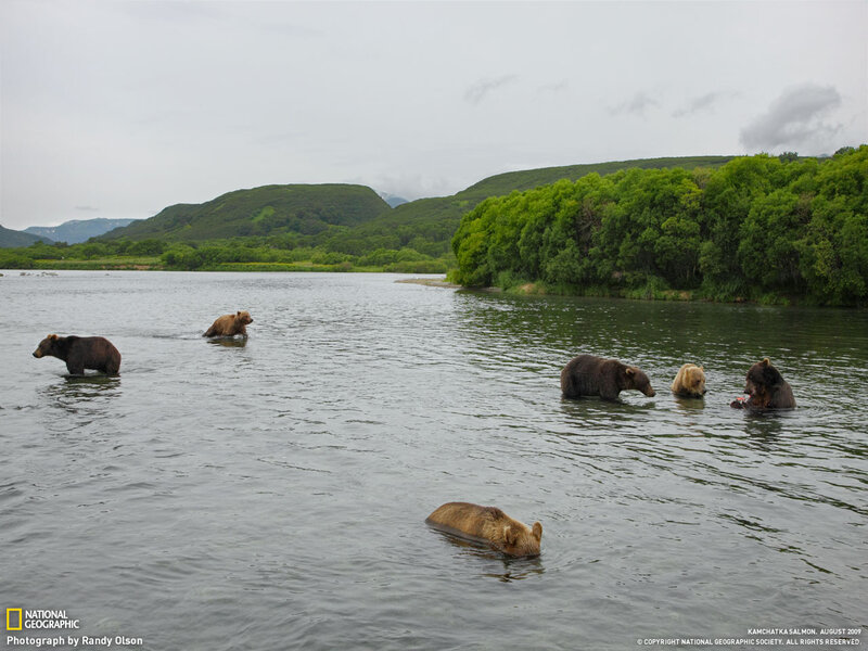 Bears in a River — Green, Natural
