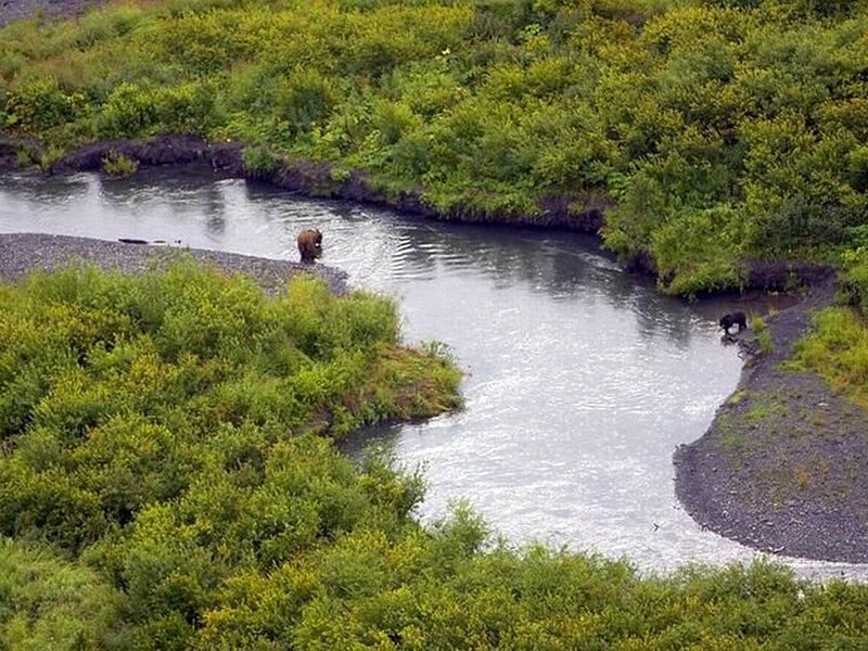 Bears in a River — Green