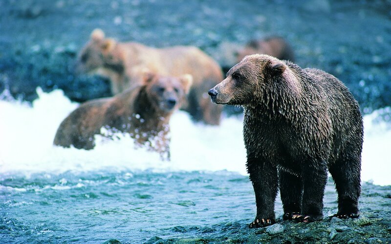 Bears in a river