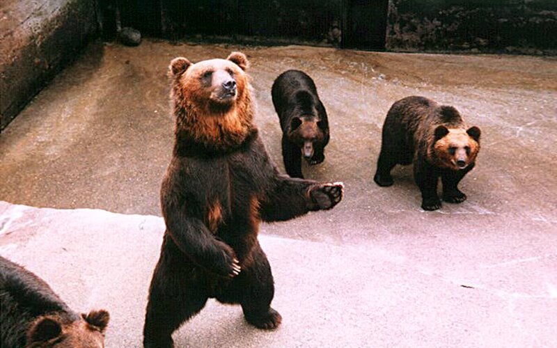 bears in an enclosure