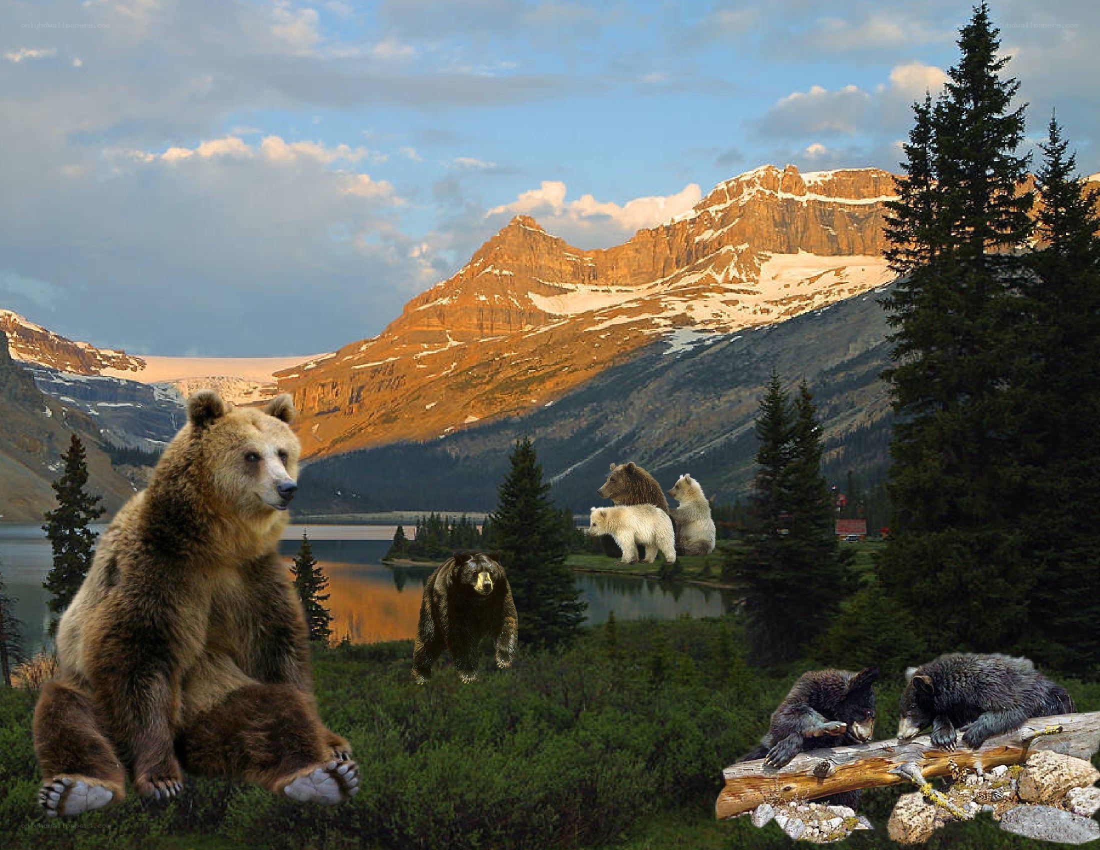 bears in mountain landscape