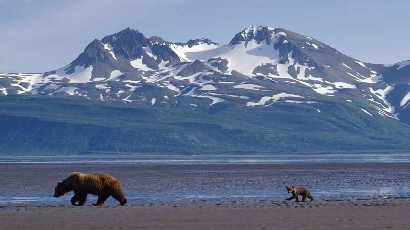bears on a beach with mountains