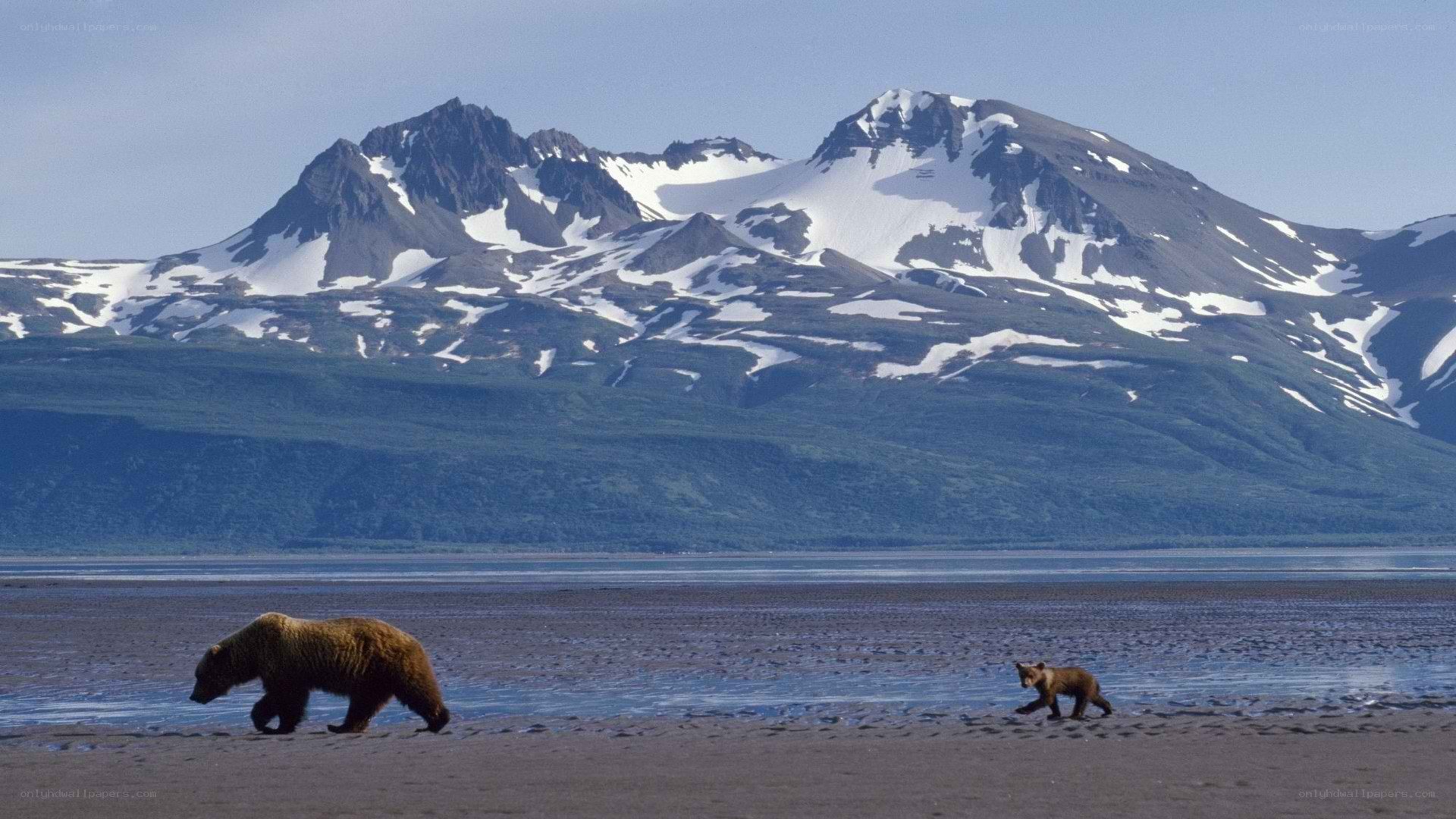 bears on a beach with mountains