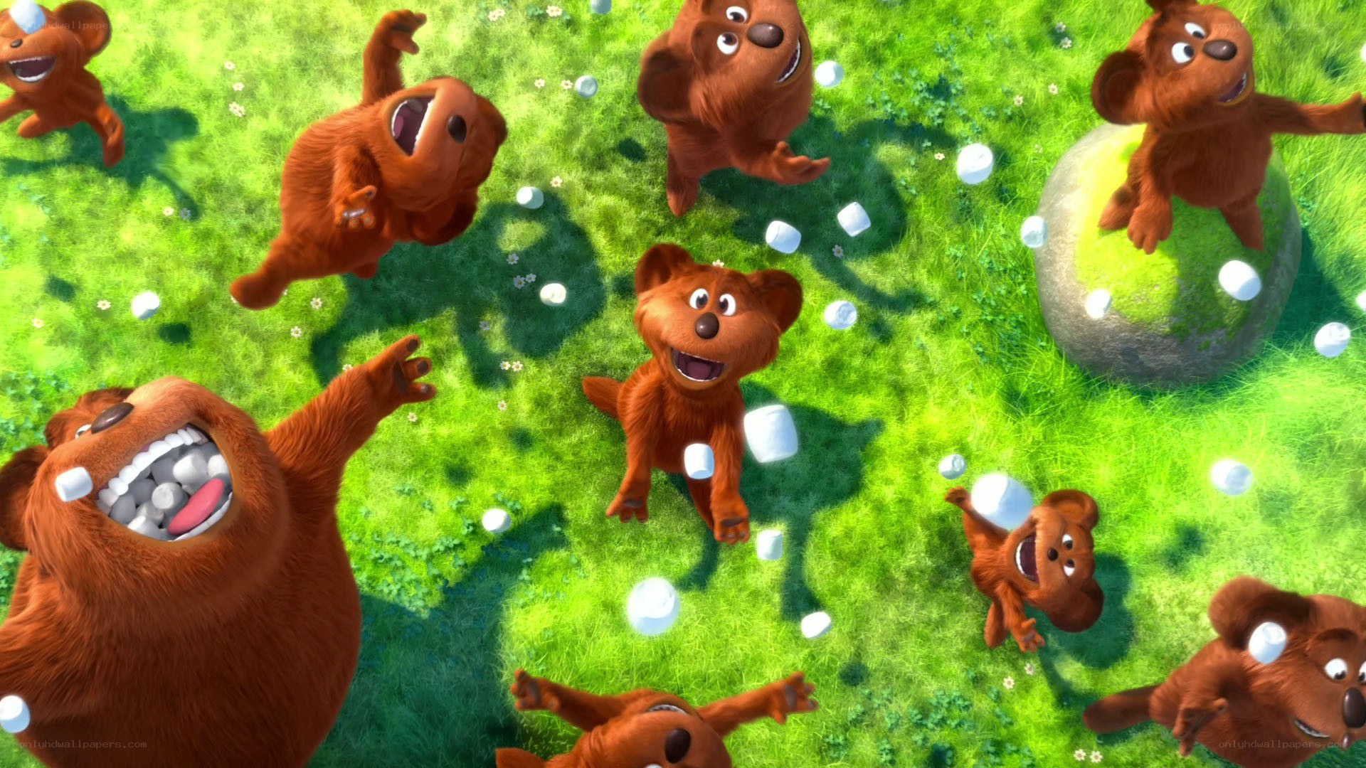 bears playing in a field