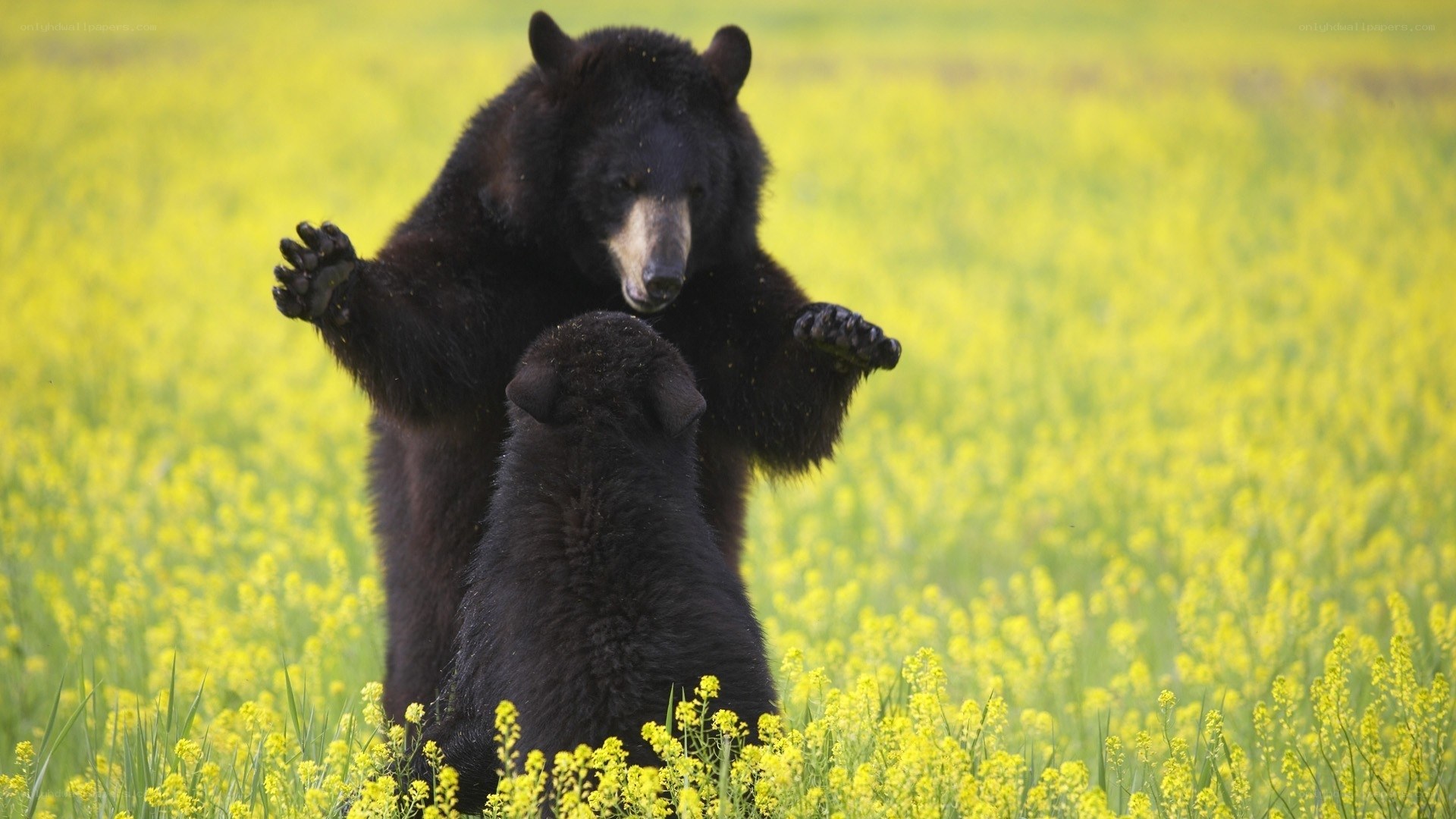Bears playing in a flower field