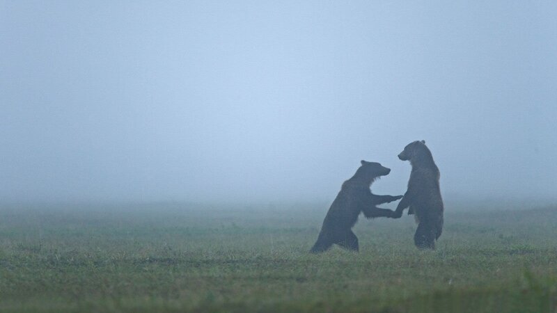 Bears playing in fog