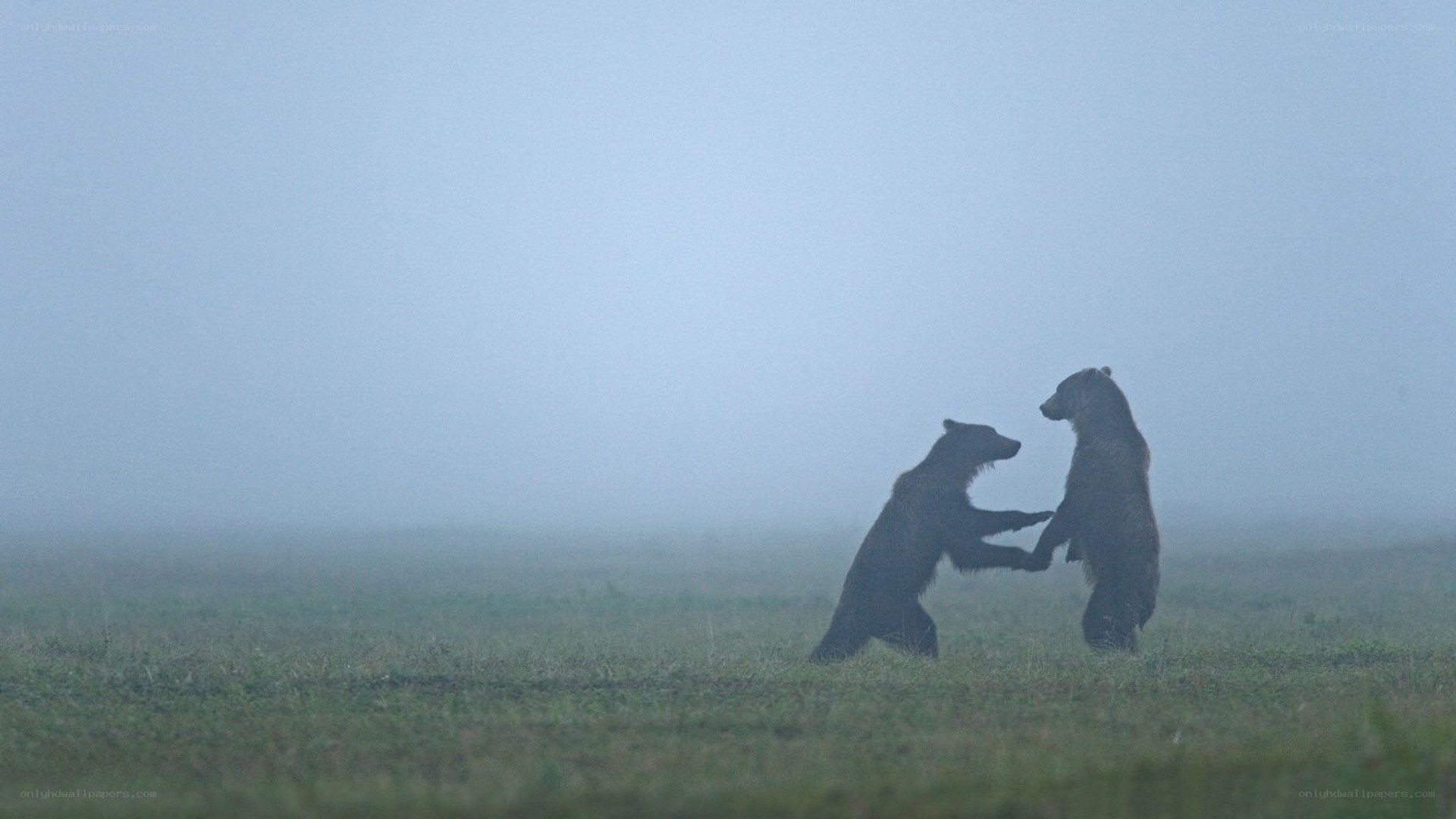 Bears playing in fog