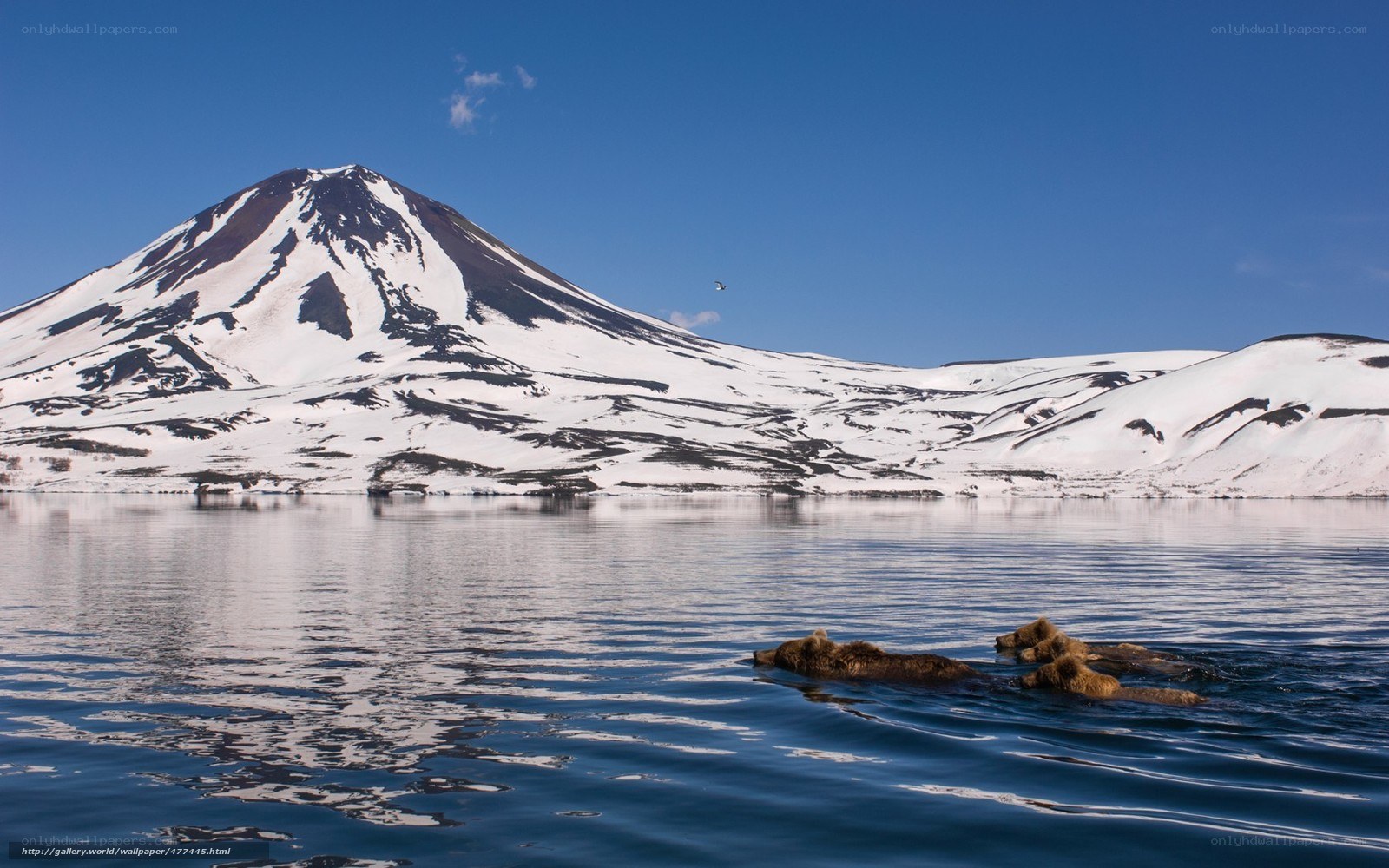 Bears swimming near snowy mountain