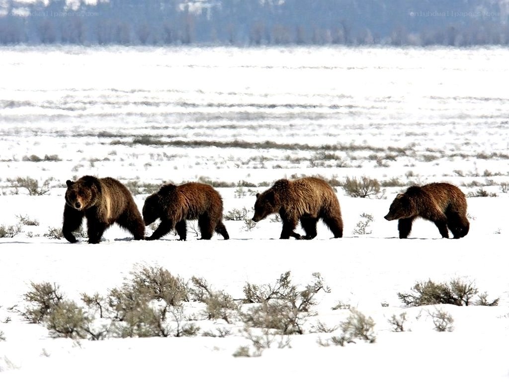 bears walking in snow