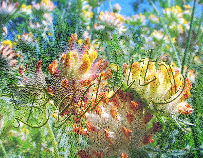 Beauty in a floral field